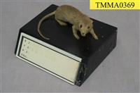 藏品(小黃腹鼠)的圖片